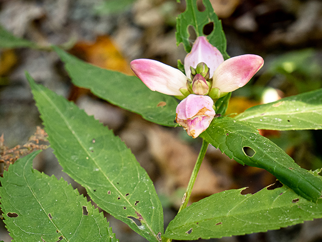 Chelone glabra (White turtlehead) #84467