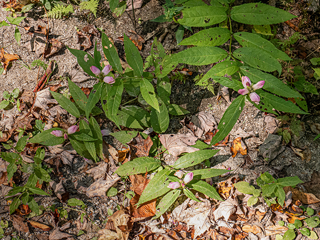 Chelone glabra (White turtlehead) #84468