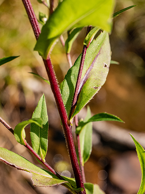 Symphyotrichum puniceum var. puniceum (Purplestem aster) #84484