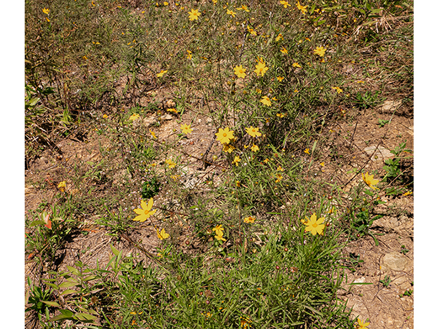 Coreopsis lanceolata (Lanceleaf coreopsis) #84486