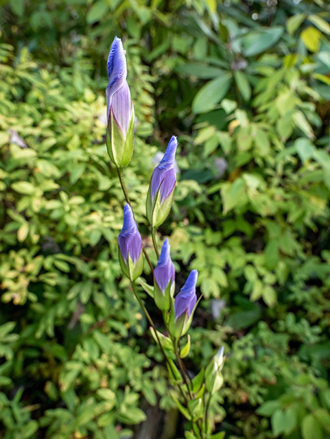 Gentianopsis crinita (Greater fringed gentian) #84506