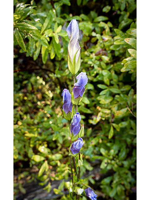 Gentianopsis crinita (Greater fringed gentian) #84514