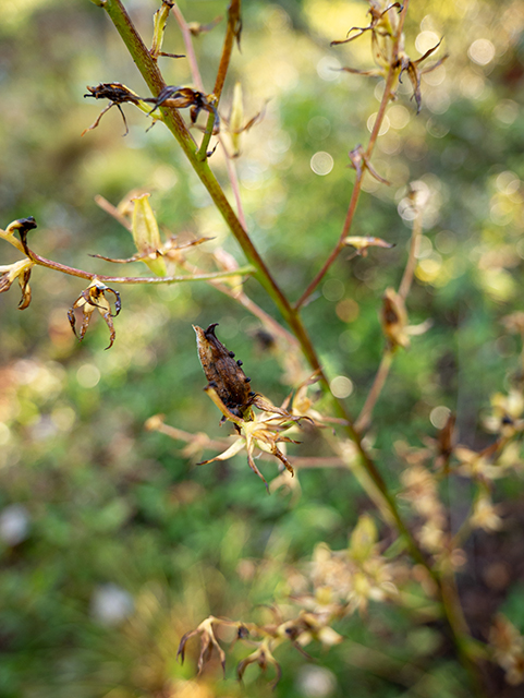 Stenanthium gramineum (Eastern featherbells) #84515