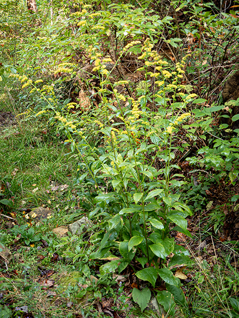 Solidago patula (Roundleaf goldenrod) #84518