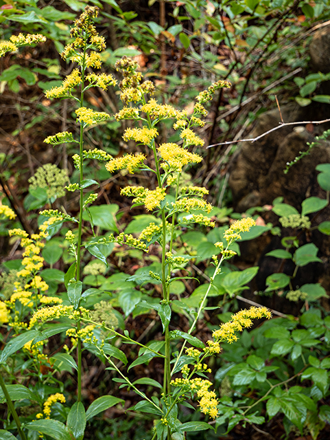 Solidago patula (Roundleaf goldenrod) #84519