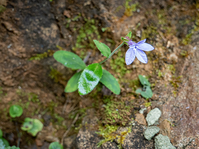 Lobelia puberula (Downy lobelia) #84521