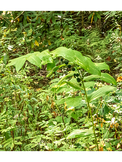 Polygonatum biflorum (Smooth solomon's seal) #84545