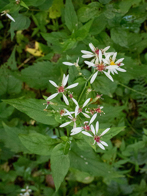 Eurybia divaricata (White wood aster) #84559