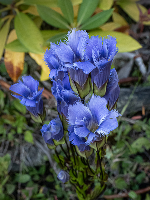 Gentianopsis crinita (Greater fringed gentian) #84580