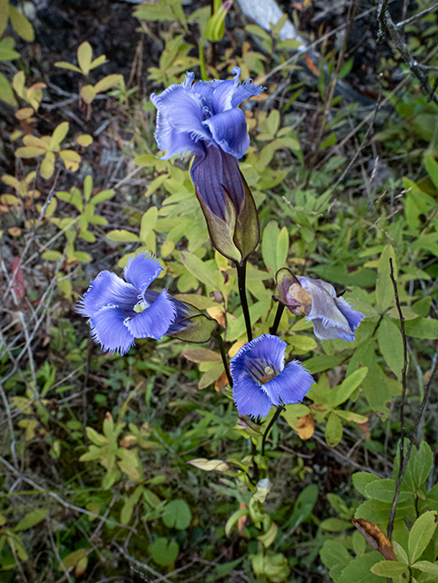 Gentianopsis crinita (Greater fringed gentian) #84581