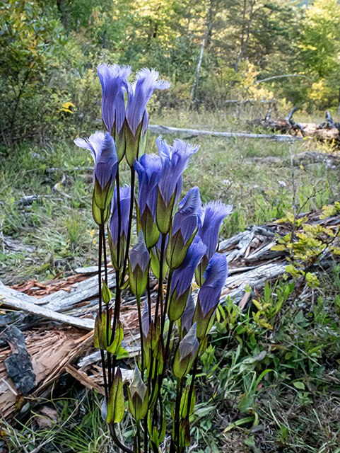 Gentianopsis crinita (Greater fringed gentian) #84582