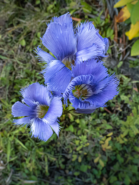 Gentianopsis crinita (Greater fringed gentian) #84583