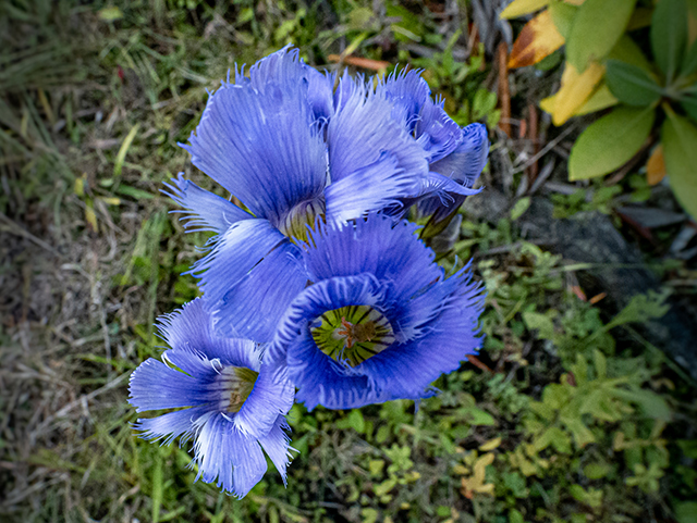 Gentianopsis crinita (Greater fringed gentian) #84584