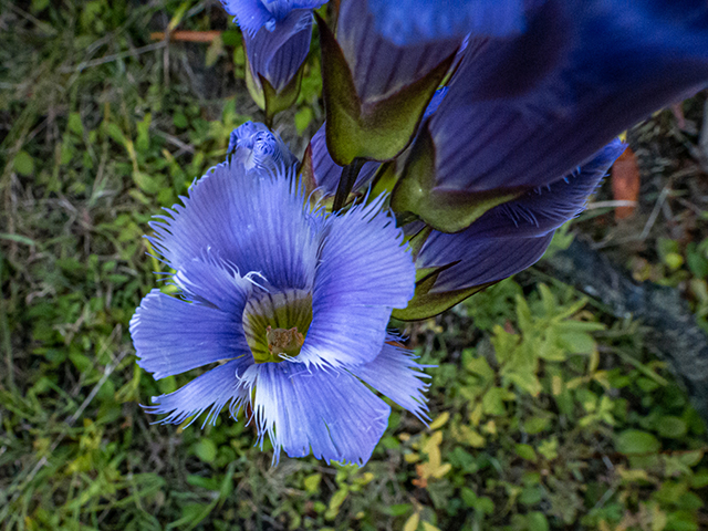 Gentianopsis crinita (Greater fringed gentian) #84585