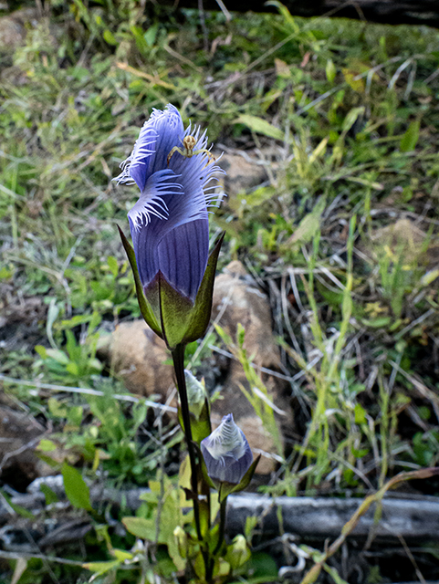 Gentianopsis crinita (Greater fringed gentian) #84586