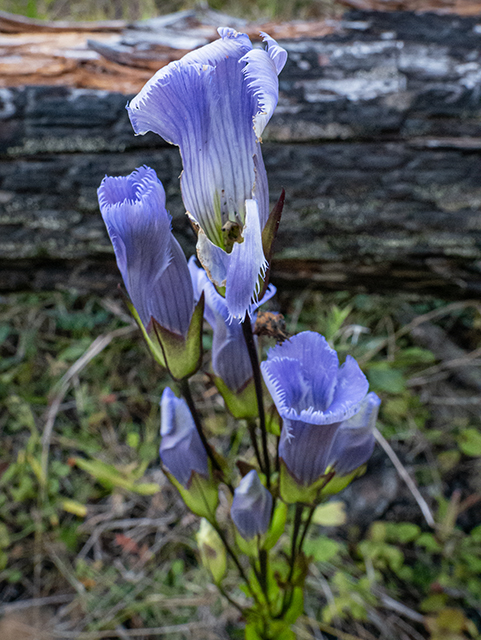 Gentianopsis crinita (Greater fringed gentian) #84587