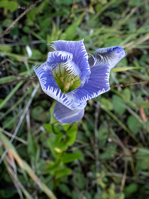 Gentianopsis crinita (Greater fringed gentian) #84588