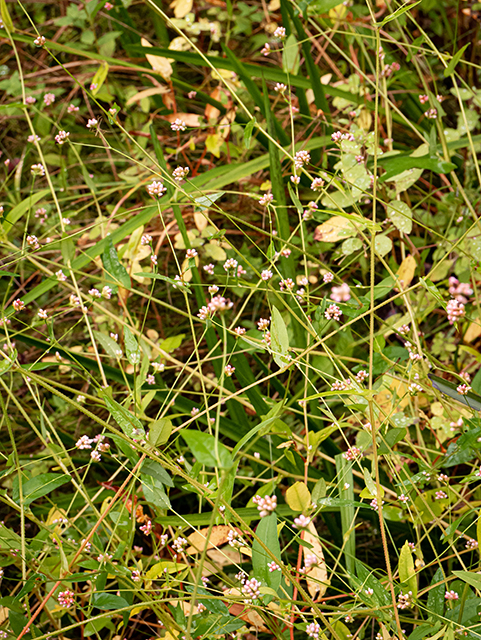 Polygonum sagittatum (Arrowleaf tearthumb) #84615