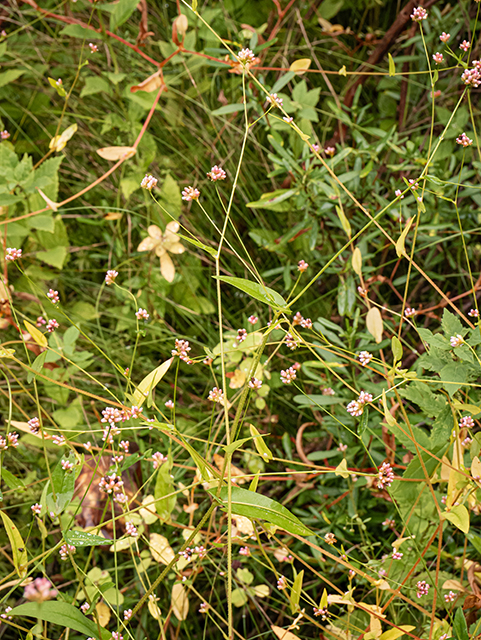 Polygonum sagittatum (Arrowleaf tearthumb) #84616