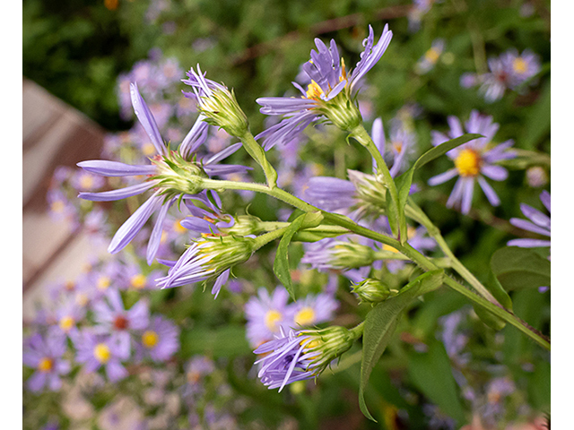 Symphyotrichum puniceum var. puniceum (Purplestem aster) #84634