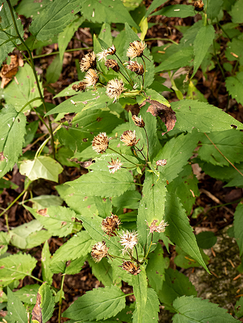 Eurybia divaricata (White wood aster) #84640