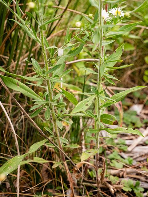 Symphyotrichum pilosum var. pilosum (Hairy white oldfield aster) #84661