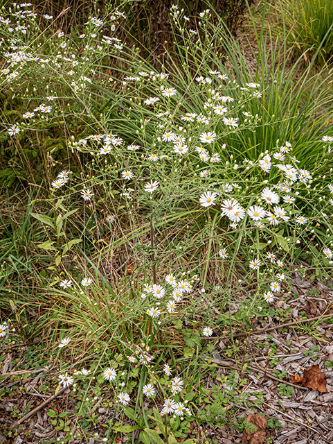 Symphyotrichum pilosum var. pilosum (Hairy white oldfield aster) #84662