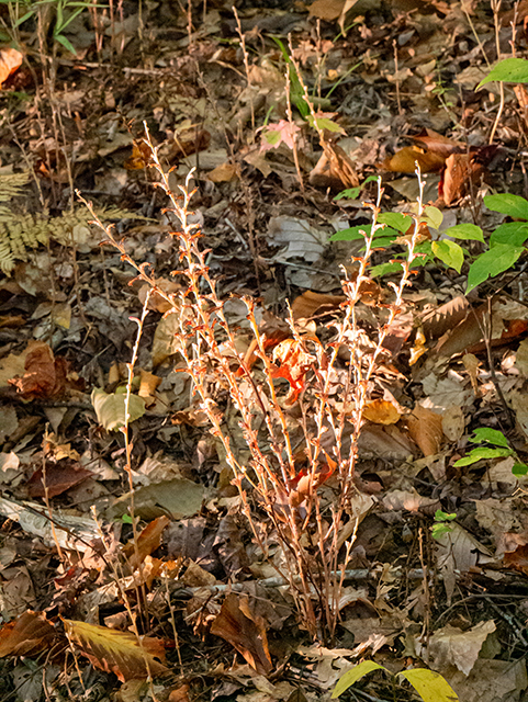 Epifagus virginiana (Beechdrops) #84664