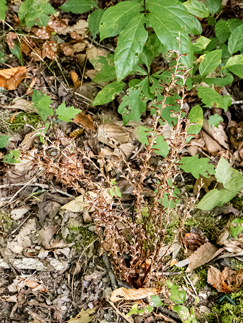 Epifagus virginiana (Beechdrops) #84665