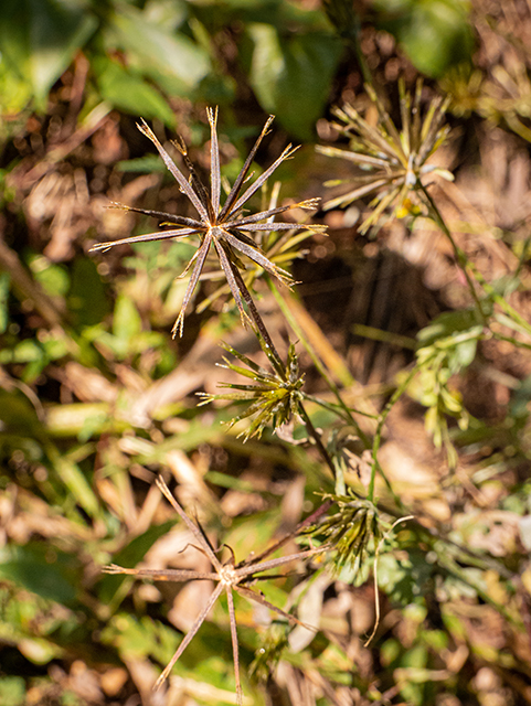 Bidens bipinnata (Spanish needles) #84666