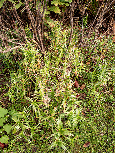 Dulichium arundinaceum (Threeway sedge) #84679