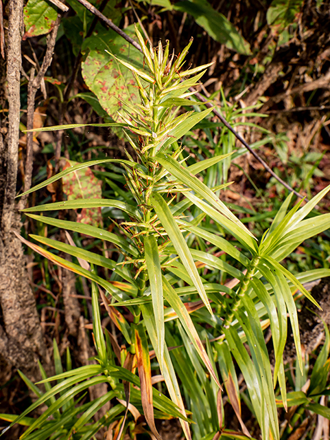 Dulichium arundinaceum (Threeway sedge) #84680