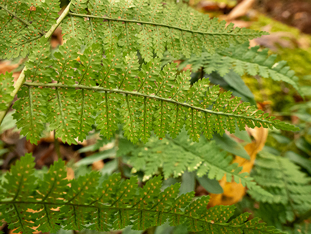 Dryopteris intermedia (Intermediate woodfern) #84699