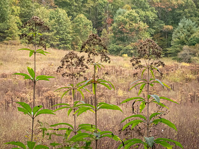 Eutrochium maculatum (Spotted joe-pye weed) #84700