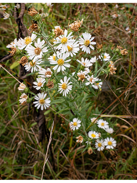 Symphyotrichum pilosum var. pilosum (Hairy white oldfield aster) #84717