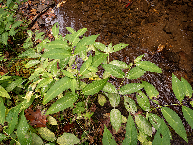 Chelone glabra (White turtlehead) #84728