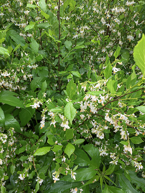 Styrax americanus (American snowbell) #84759