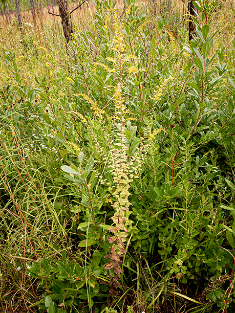 Solidago rugosa (Wrinkleleaf goldenrod) #84760