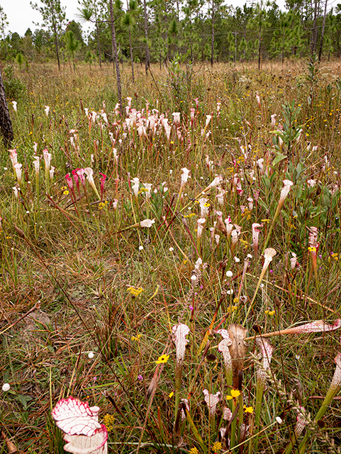 Sarracenia leucophylla (Crimson pitcherplant) #84766