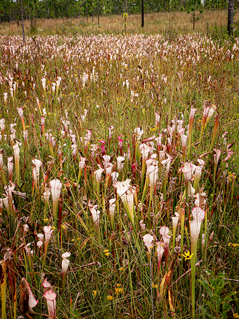 Sarracenia leucophylla (Crimson pitcherplant) #84769