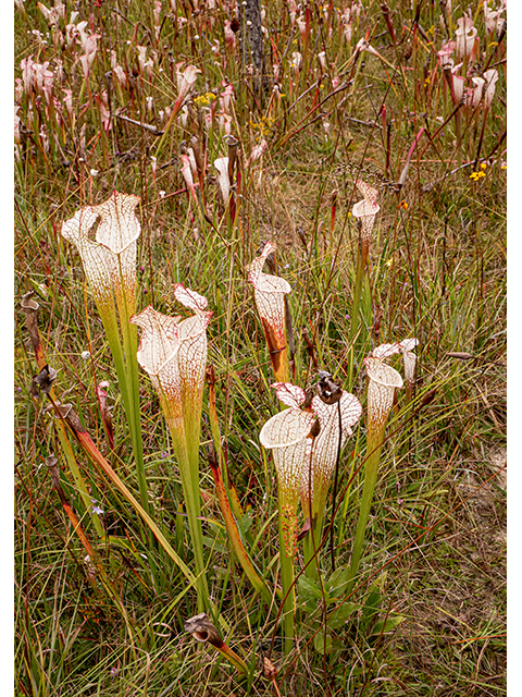 Sarracenia leucophylla (Crimson pitcherplant) #84770