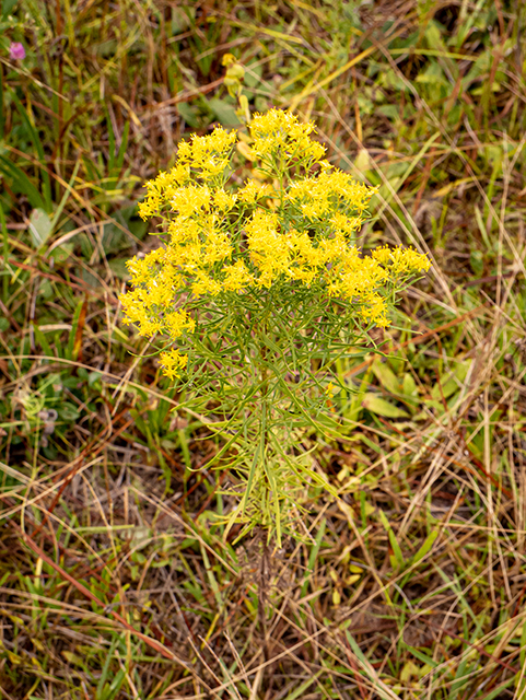 Euthamia caroliniana (Slender goldentop) #84774