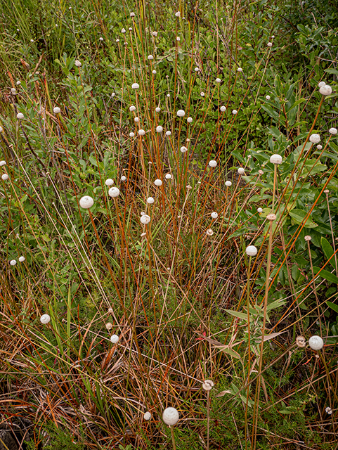 Eriocaulon lineare (Narrow pipewort) #84782