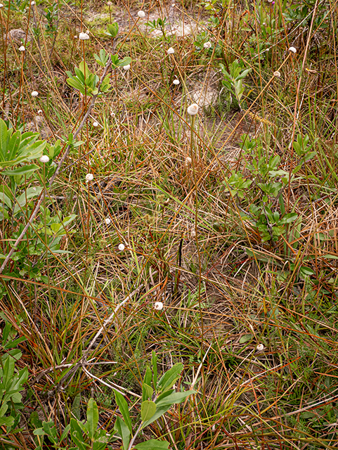 Eriocaulon lineare (Narrow pipewort) #84783