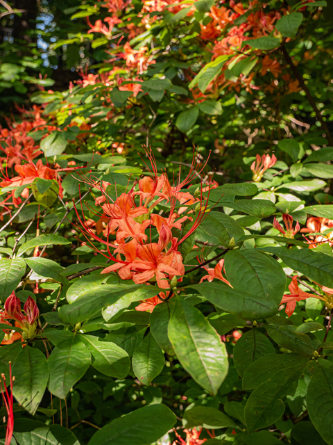 Rhododendron calendulaceum (Flame azalea) #84879