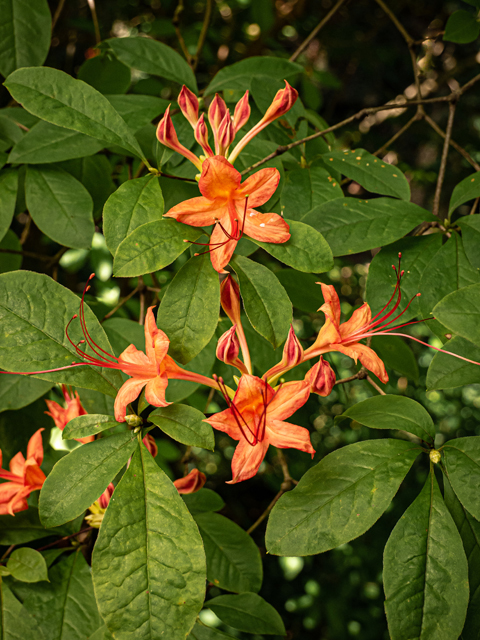 Rhododendron calendulaceum (Flame azalea) #84881