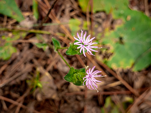 Elephantopus tomentosus (Elephant's-foot) #84923