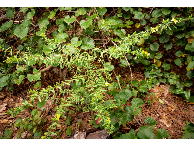 Hypericum hypericoides (St. andrew's-cross) #84924