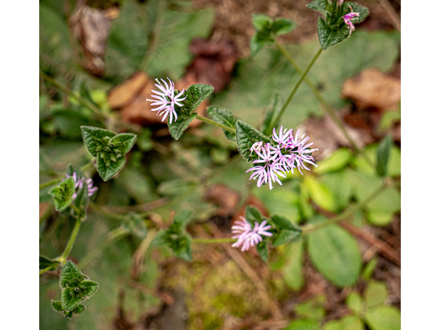 Elephantopus tomentosus (Elephant's-foot) #84935