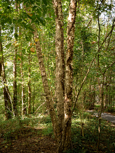 Betula nigra (River birch) #84977